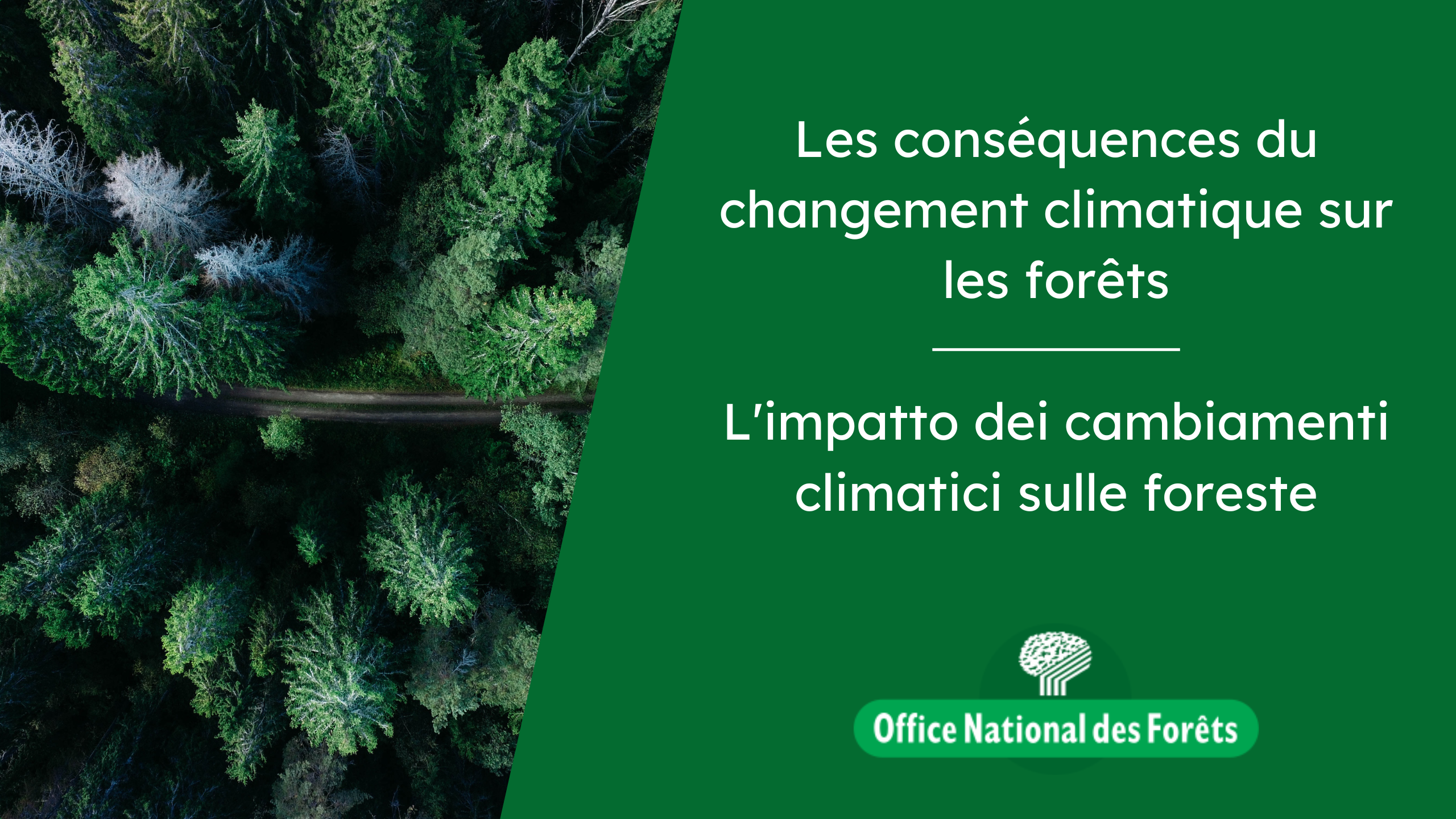 Les conséquences du changement climatique sur les forêts
