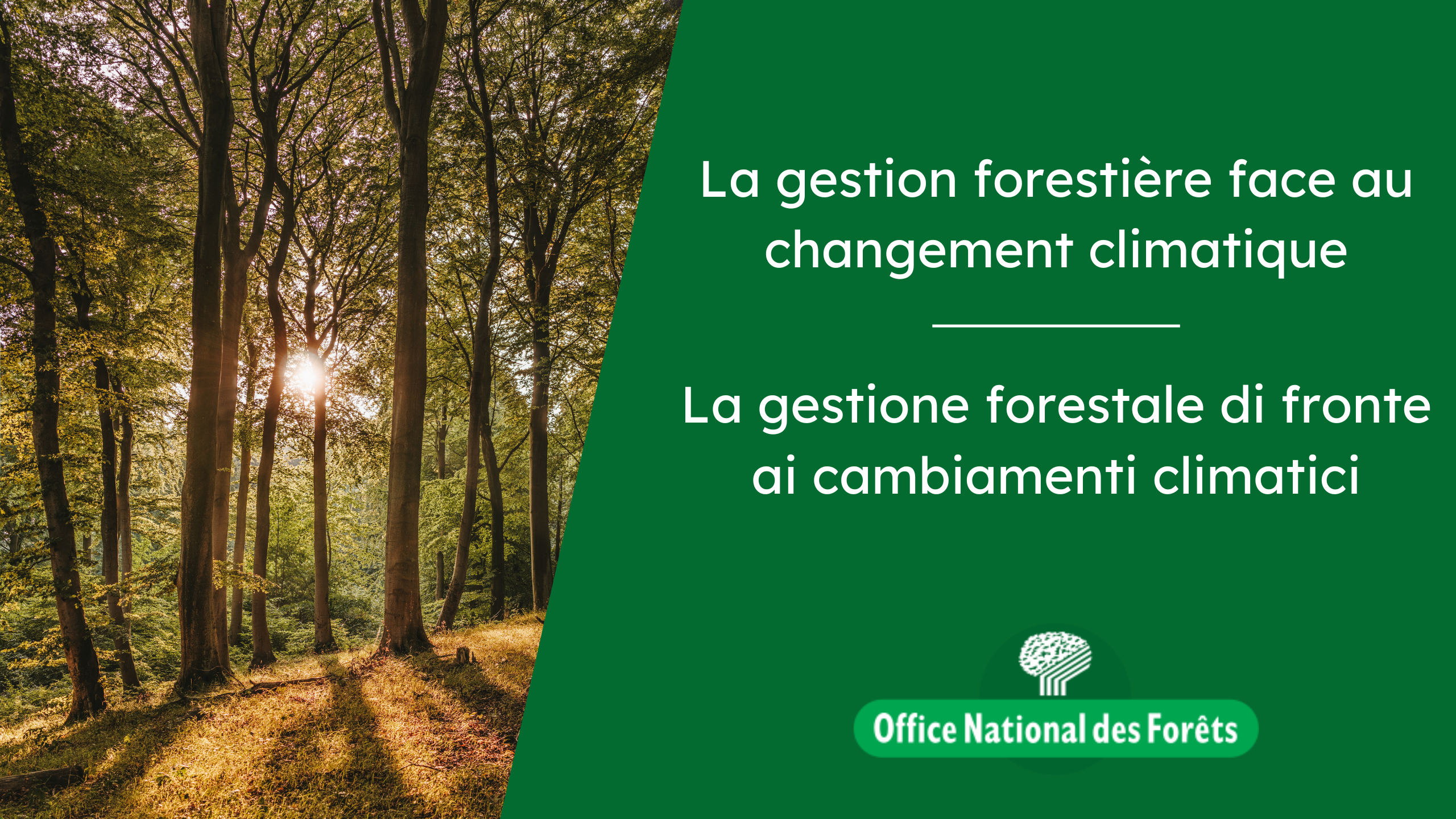 La gestione forestale di fronte ai cambiamenti climatici