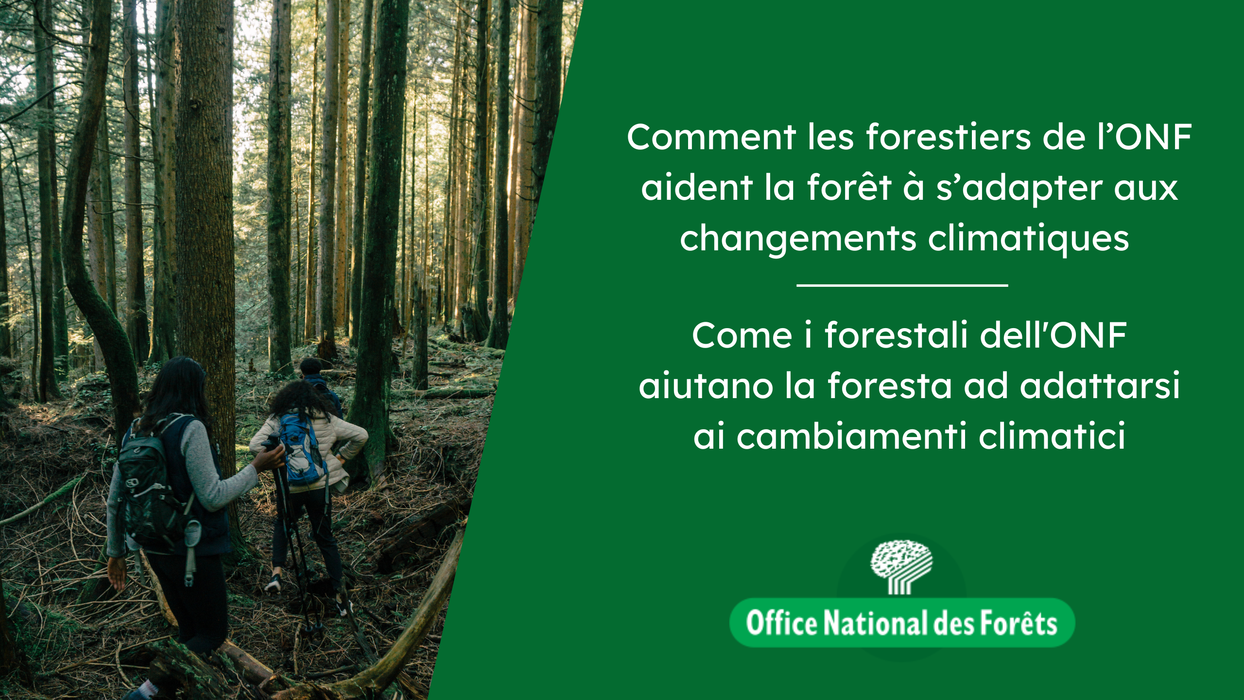 Come i forestali dell’ONF aiutano la foresta ad adattarsi ai cambimenti climatici